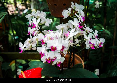 Ein Bund schöner Mond-Orchidee blüht auf einem Topf Stockfoto