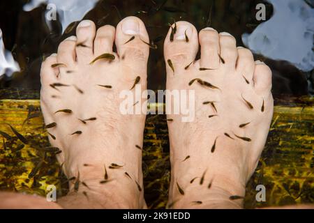 Schälvorgang im Aquarium. Spa-Behandlung mit tropischen Fischen. Stockfoto