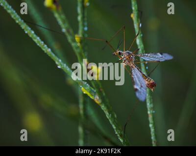 Kranfliege ist ein häufiger Name, der sich auf jedes Mitglied der Insektenfamilie Tipulidids bezieht. Stockfoto