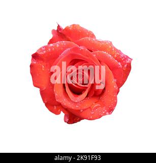 Wunderschöne rote Rose auf weißem Hintergrund mit Tautropfen isoliert Stockfoto