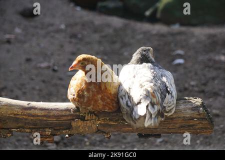 Die beiden braunen und grauen schwedischen Blumenhenner thronten auf einem Ast vorwärts und rückwärts Stockfoto