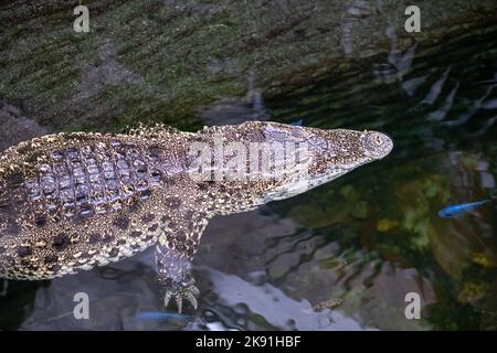 Porträt eines kubanischen Krokodils (Crododylus rhombifer) im Wasser Stockfoto