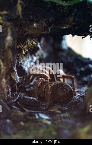 Die Goliath-Vogelspinne, der Goliath-Birdeater Stockfoto