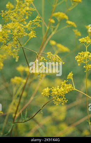 Eine vertikale Aufnahme goldener Spitzenblumen, die im Freien blühen Stockfoto