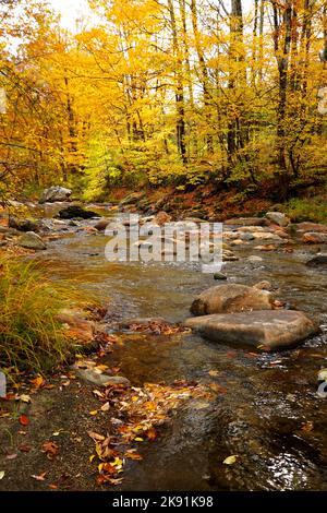 Im Herbst fließt ein Bach durch einen Wald Stockfoto