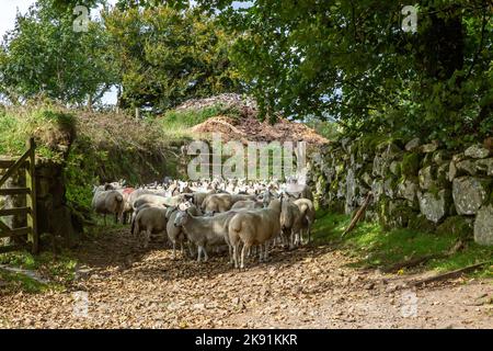 Eine Herde Schafe, die in einer Gruppe im Dartmoor-Nationalpark stehen Stockfoto
