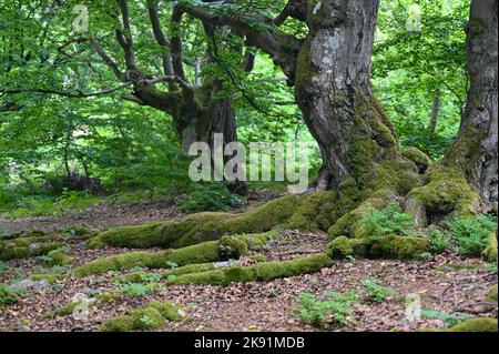 Alte kaltbewachsene Bäume mit moosbedeckten Wurzeln im Hutewald Halloh in der Nähe des Naturparks Kellerwald am Edersee, Hessen Stockfoto