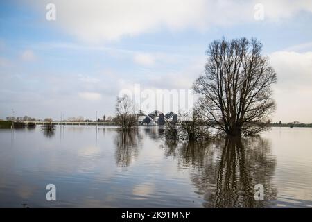 Hochwasser im Rhein bei Drill in den Niederlanden. Hochwertige Fotos aus hoher Wasserqualität Stockfoto