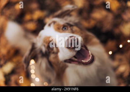 Hund in Herbstlaub mit Kerze und Kürbis. Australischer Schäferhund, Red Merle. Stockfoto