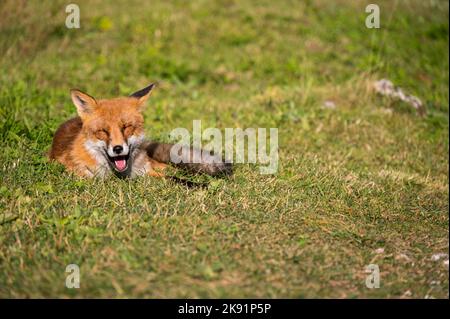 Ein wilder Fuchs, der an einem sonnigen Tag entspannt. Stockfoto