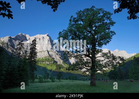 Die Morgenwände des Karwendelgebirges - Wände der Spritzkar-spitze und Grubenkar-spitze von enger Tall - Grosser Ahornboden-Walley. Stockfoto