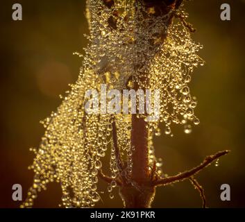 Ein getrockneter Zweig ist mit Spinnweben verputzt, die mit dicken, funkelnden Tropfen Morgentau bedeckt sind. Stockfoto
