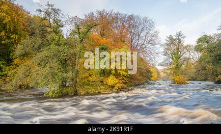 Warme Herbstfarben entlang des Flusses Wharfe in den Yorkshire Dales, die das schnell fließende Wasser umgeben. Stockfoto