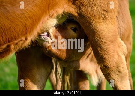 Sonnenbeschienene braune Kuh und kleines neugeborenes Kalb, das auf dem Feld des Bauernhofs steht (durstiger Junge, Muttermilch, starrend auf die Kamera, Nahaufnahme) - Yorkshire, England, VEREINIGTES KÖNIGREICH. Stockfoto