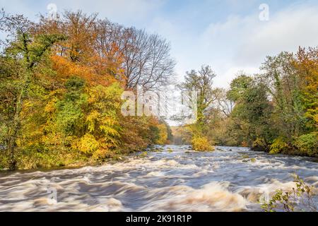 Das Wasser fließt im Herbst in den Yorkshire Dales mit hoher Geschwindigkeit über die Felsen des Flusses Wharfe. Stockfoto