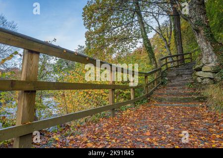 Stufen, die mit goldenen Blättern bedeckt sind, führen zum Strid Wood im Wharfedale Valley der Yorkshire Dales. Stockfoto