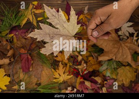 Getrockneter Ahorn Blätter Herbst Konzept Stockfoto