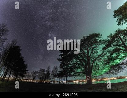 Wunderschöne Milchstraße in der Nähe von Aurora neben großen Pinien, Panoramafoto von Nordlichtern über dem ruhigen Stocksjo-See in Nordschweden, Stockfoto