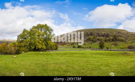 Ein Panorama aus mehreren Bildern Schafe, die in Bucken grasen, gesehen unter einem Teil des Bucken Pike Hügels im Wharfedale Valley in den Yorkshire Dales. Stockfoto