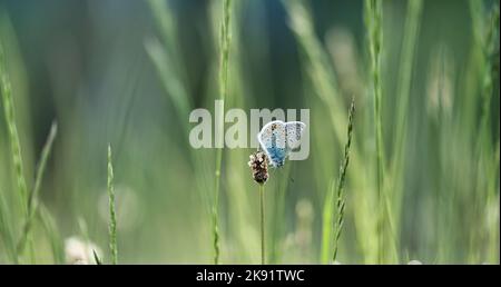 Nahaufnahme Schmetterling im Gras , Gemeiner Schmetterling, Bild herunterladen Stockfoto