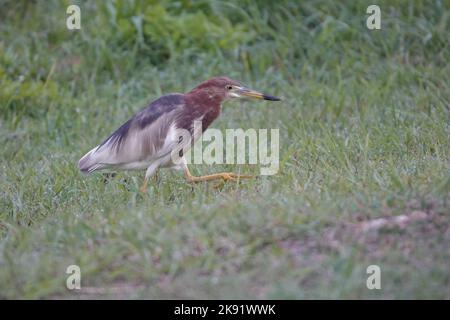 Ein chinesischer Teichreiher, der auf dem Gras läuft Stockfoto