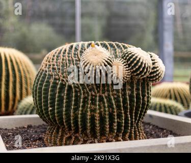 Eine selektive Fokusaufnahme einer großen grünen Kaktuspflanze aus dem Goldenen Fass in einem Topf im Laden Stockfoto