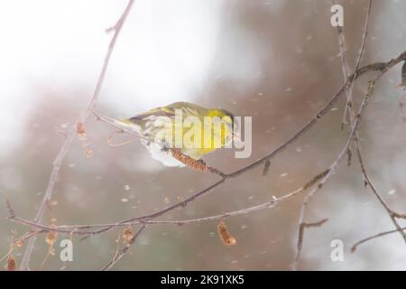 siskin frisst Birkensamen bei Schneefall Stockfoto