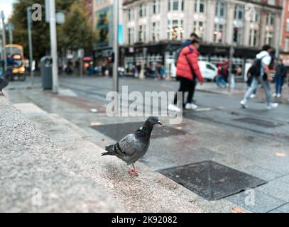 Nasse Taube in der Stadt Dublin, Irland. Nahaufnahmen vom Boden in der Nähe des citi-Zentrums. Stockfoto