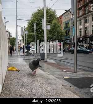 Nasse Taube in der Stadt Dublin, Irland. Nahaufnahmen vom Boden in der Nähe des citi-Zentrums. Stockfoto