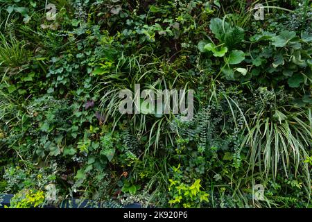 Vertikaler Garten auf einer grünen Wand. Umweltfreundlicher urbaner Raum Stockfoto