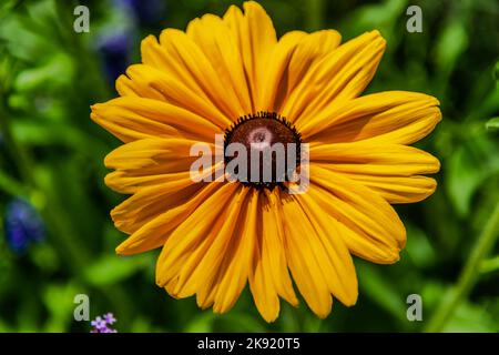 Makrofotografie - Gelbe Blume im Garten Stockfoto