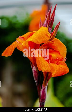 Nahaufnahme der orangefarbenen Canna Blume im Garten Stockfoto