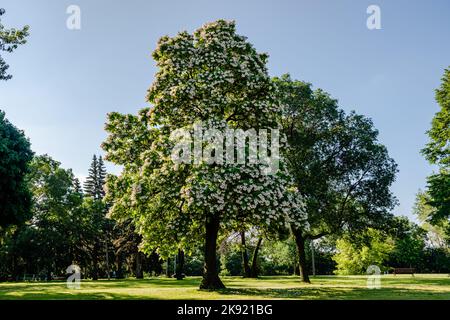 Blühende nördliche Catalpa im Stadtpark Stockfoto