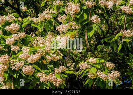 Blühende nördliche Catalpa im Stadtpark Stockfoto