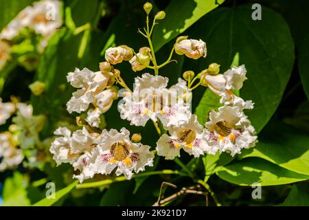 Blühende nördliche Catalpa im Stadtpark Stockfoto