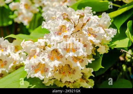 Blühende nördliche Catalpa im Stadtpark Stockfoto