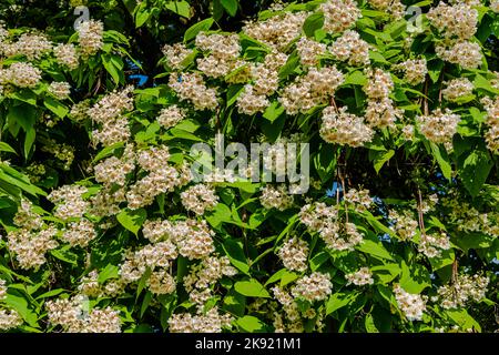 Blühende nördliche Catalpa im Stadtpark Stockfoto