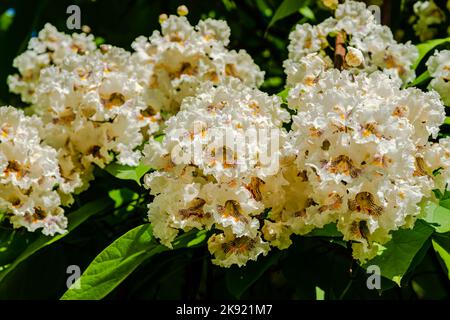 Blühende nördliche Catalpa im Stadtpark Stockfoto