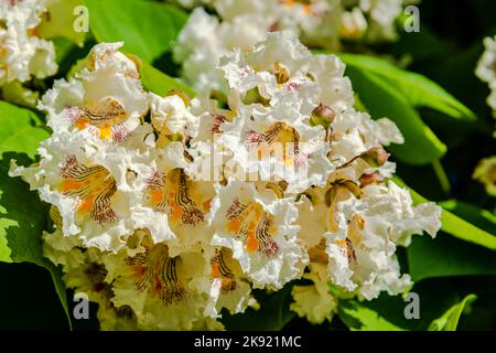 Blühende nördliche Catalpa im Stadtpark Stockfoto