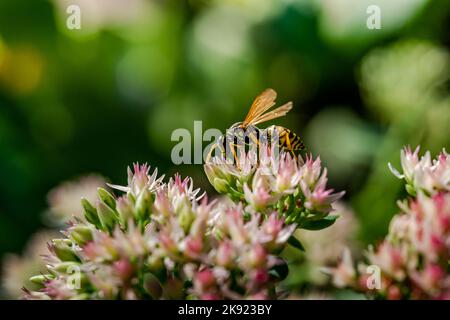 Makrofotografie - Wespen auf der Blume Stockfoto