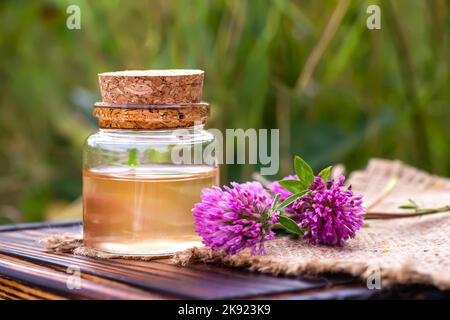 Trifolium pratense, Rotklee. Sammeln Sie wertvolle Blumen ab dem Moment der Blüte, und beginnen Sie mit dem Trocknen. Abkochung von Kleeblatt und Infusion in durchsichtiger Flasche Stockfoto