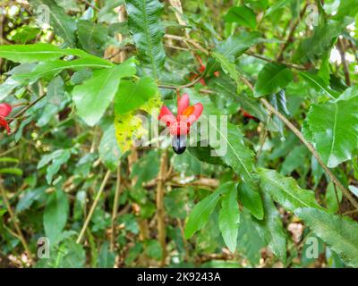 Ochna serrulata (Mickey-Maus-Pflanze) rote Früchte und schwarze Samen - Tres Coroas, Brasilien Stockfoto