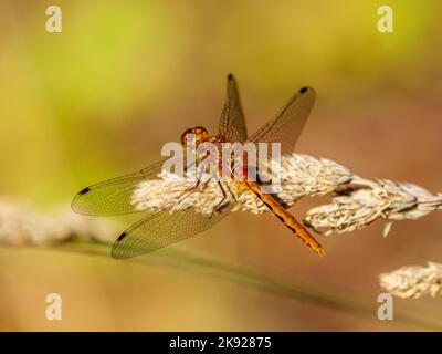 Gestreifte Meadowhawk (Aeshna pallipes) Dragonfly Ruhestätte auf einen Stiel mit Gras Stockfoto