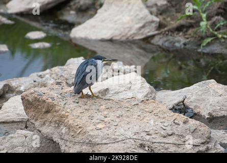 Gestreifter oder grüner Reiher (Butorides striatus), Erwachsener Stockfoto
