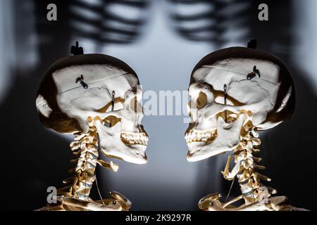 Zwei von unten beleuchtete Skelette schaffen ein dramatisches Konzept, das eine Reihe von medizinischen oder geisterhaften Geschichten illustrieren kann. Stockfoto