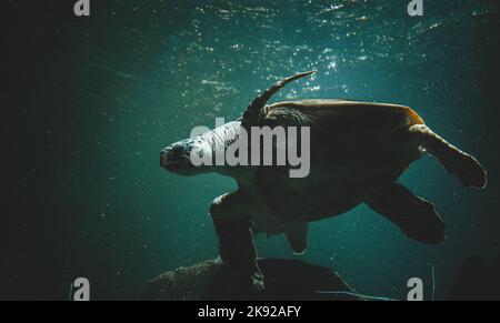 Wunderschöne Hawksbill Meeresschildkröte, vom Aussterben bedrohte Arten, schwimmt unter Wasser in großen Tiefen. Die Schildkröte wird in einem Reservat auf Französisch sorgfältig betreut Stockfoto