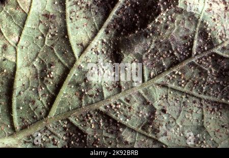 KOHLBLATTLÄUSE. BESTELLEN SIE HEMIPTERA. PFLANZENBEFALL. Stockfoto