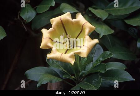 SOLANDRA MAXIMA BLÜHT IN VOLLER BLÜTE. ALLGEMEIN BEKANNT ALS CUP OF GOLD VINE. Stockfoto