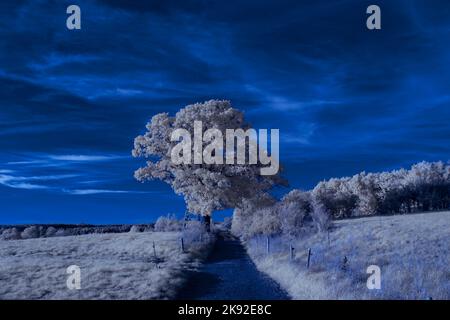 Infrarot-Landschaft mit 720 nm, strahlend weißer Vegetation, surrealen Wäldern und sanften Hügeln in Falschfarbenfotografie, traumhafte Naturszene Stockfoto