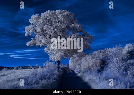Infrarot-Landschaft mit 720 nm, strahlend weißer Vegetation, surrealen Wäldern und sanften Hügeln in Falschfarbenfotografie, traumhafte Naturszene Stockfoto